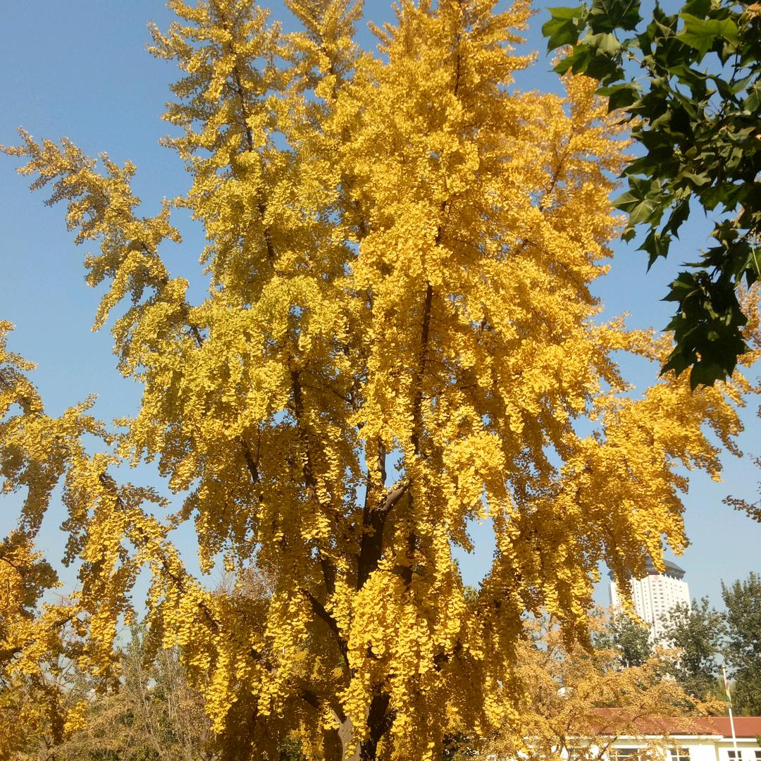 雨中行者