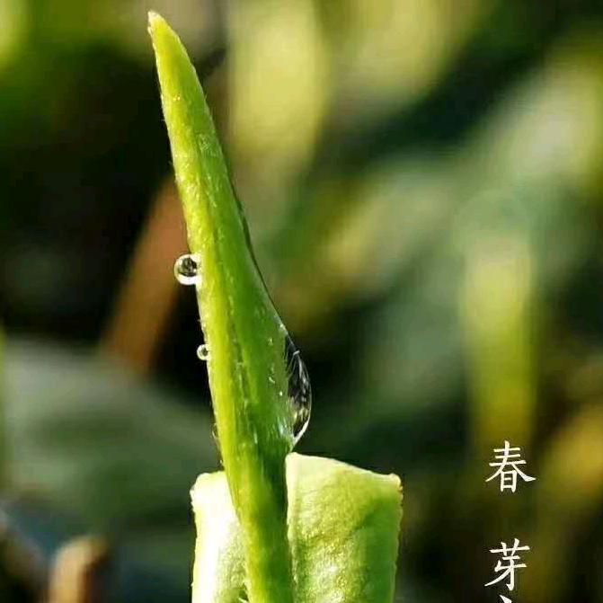 高斯