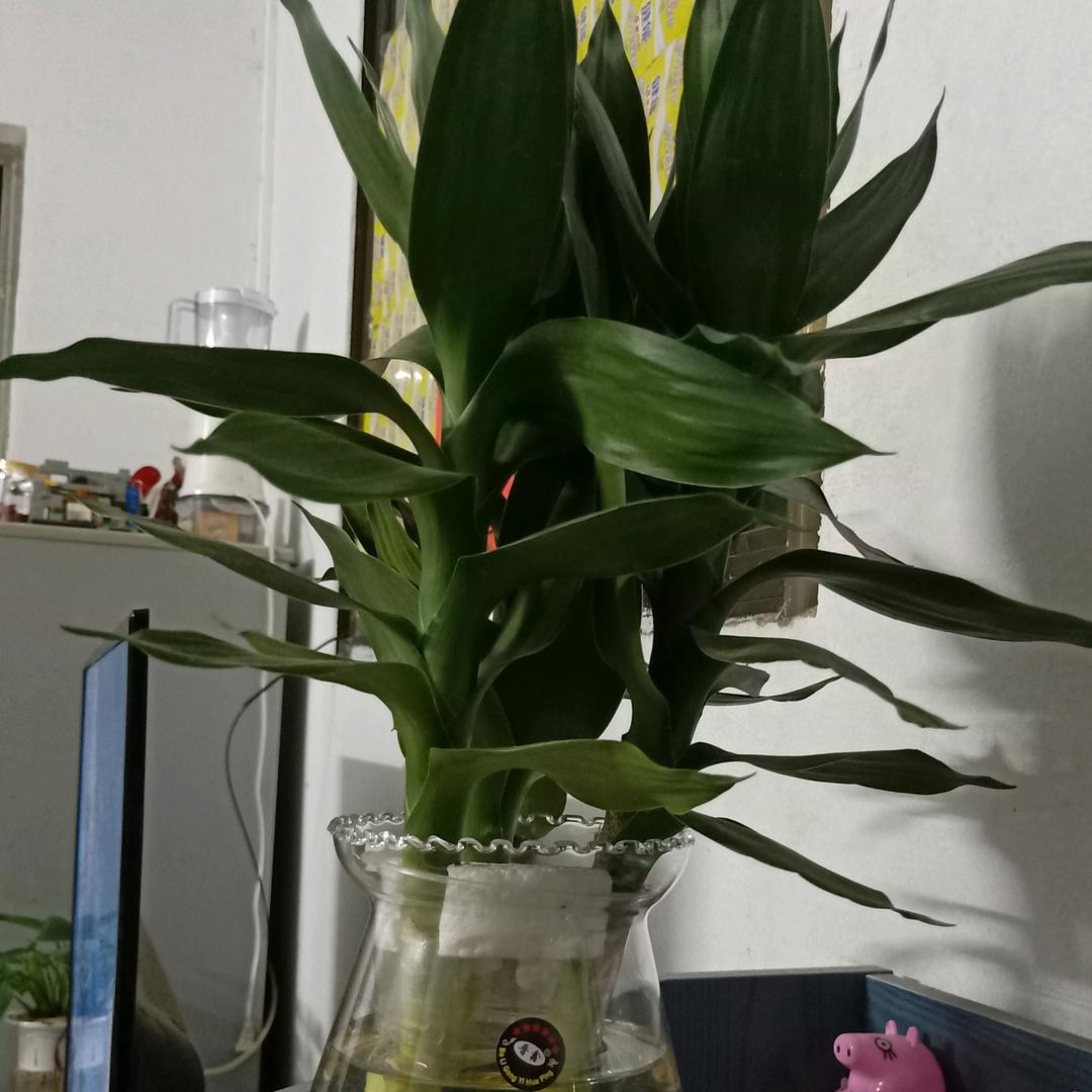 敬姐