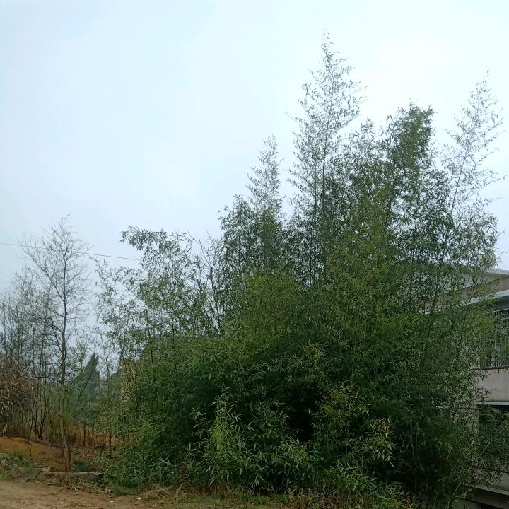 明天会更好