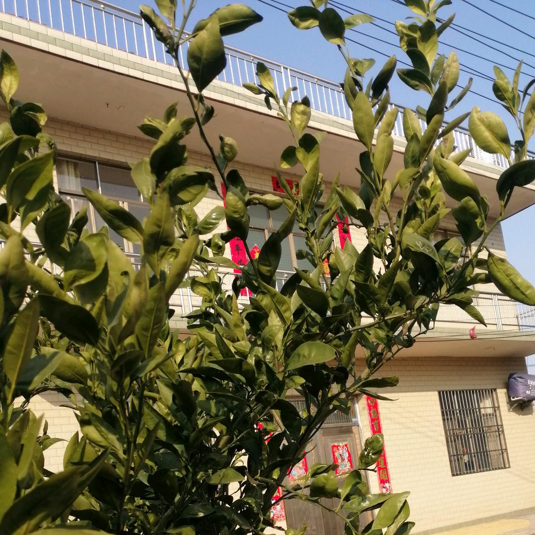 阳光明媚