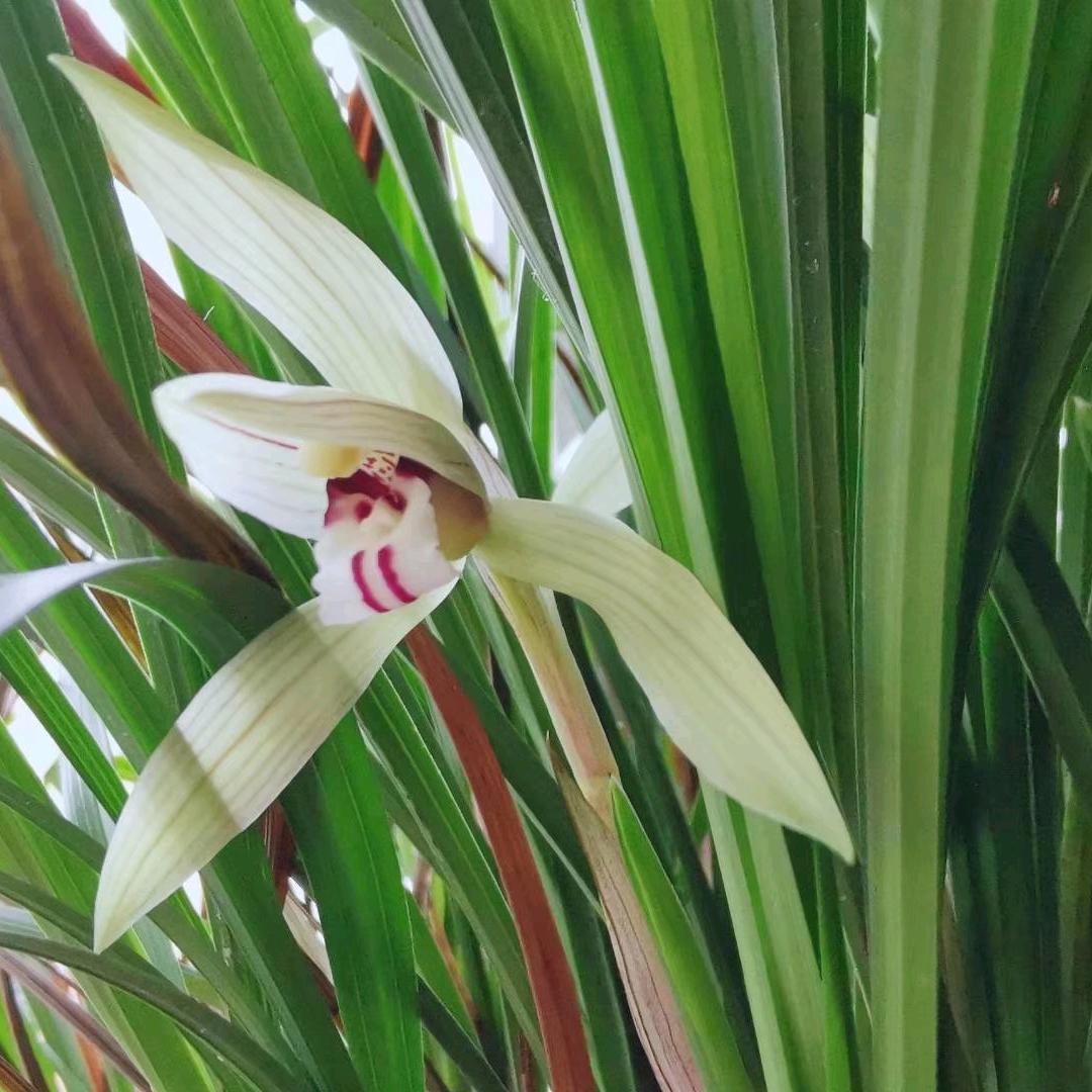 兰花