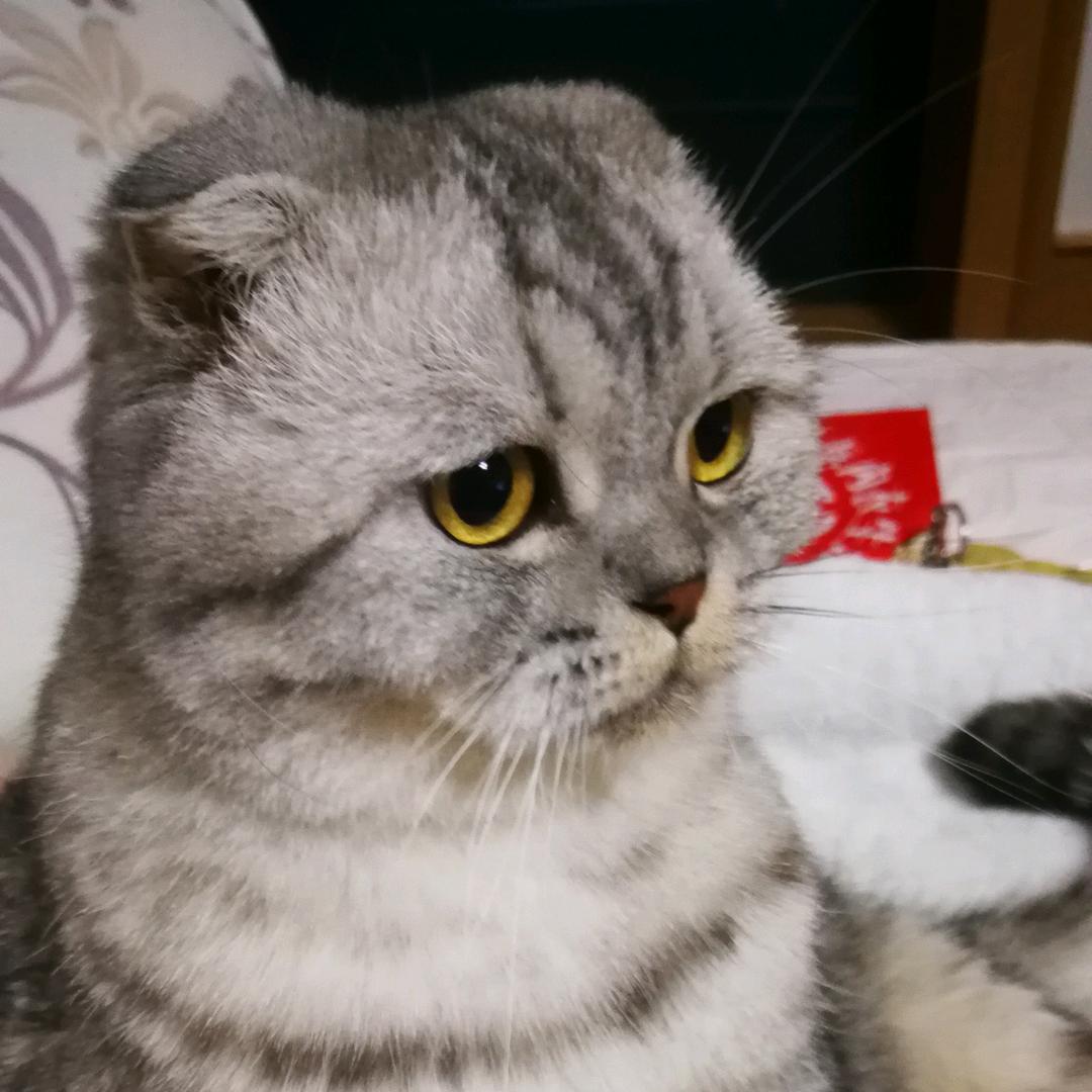 榴莲