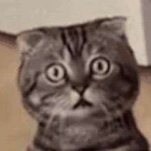 爱吃红烧鱼的猫