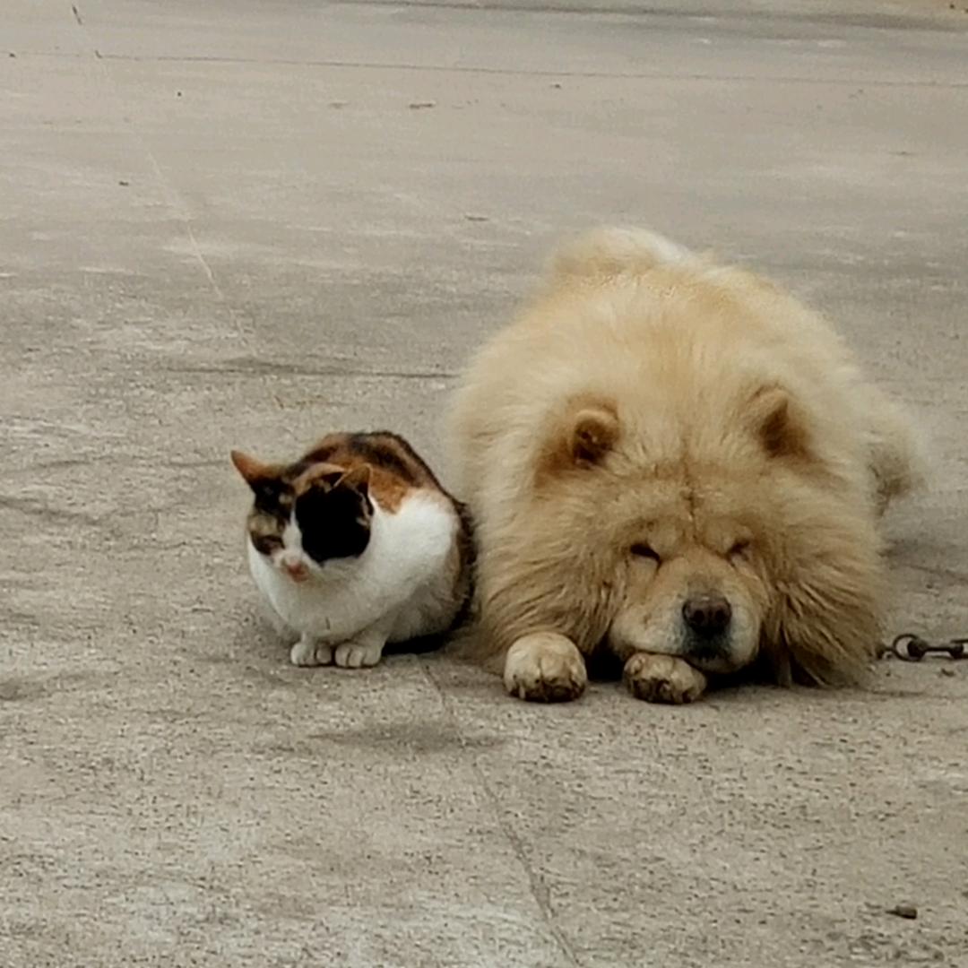 小龙人农庄(童年的回忆)