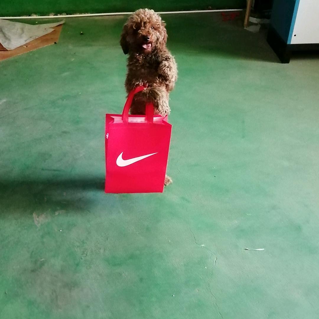 叶晓虎