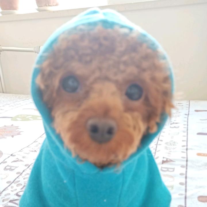 铃儿响铃铛