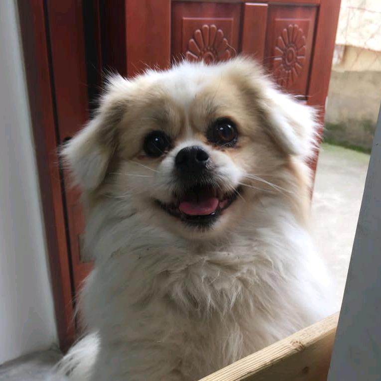 小狗回忆录
