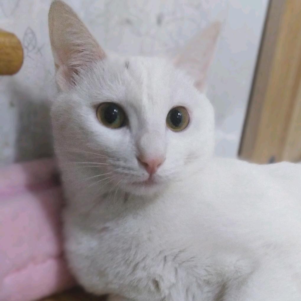 汤圆
