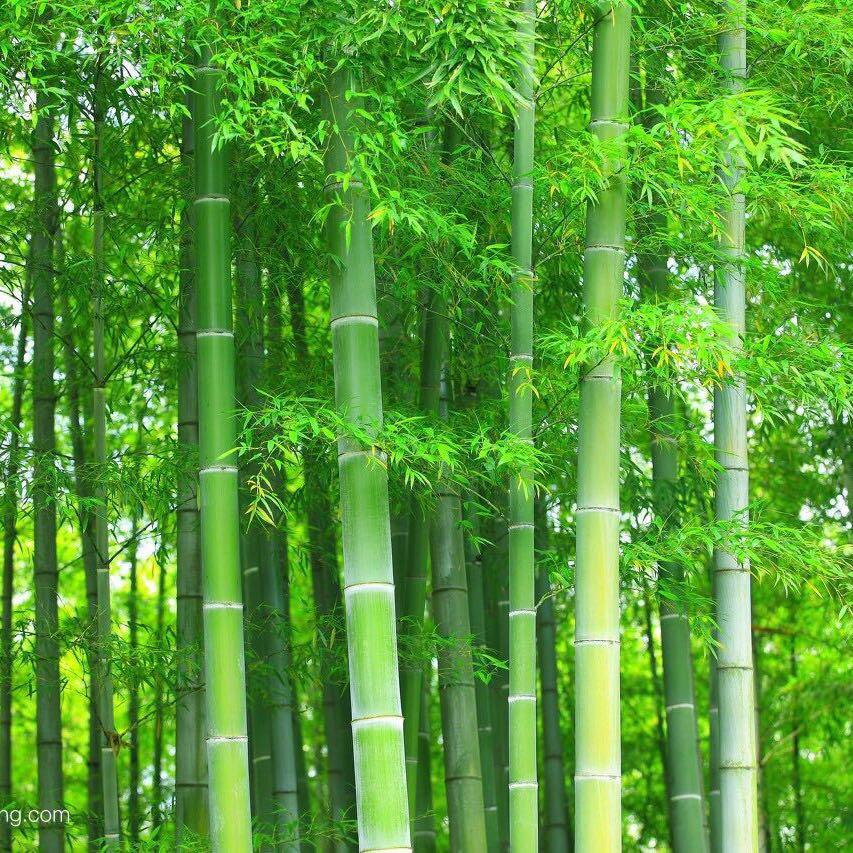 煜米妹和橙子哥