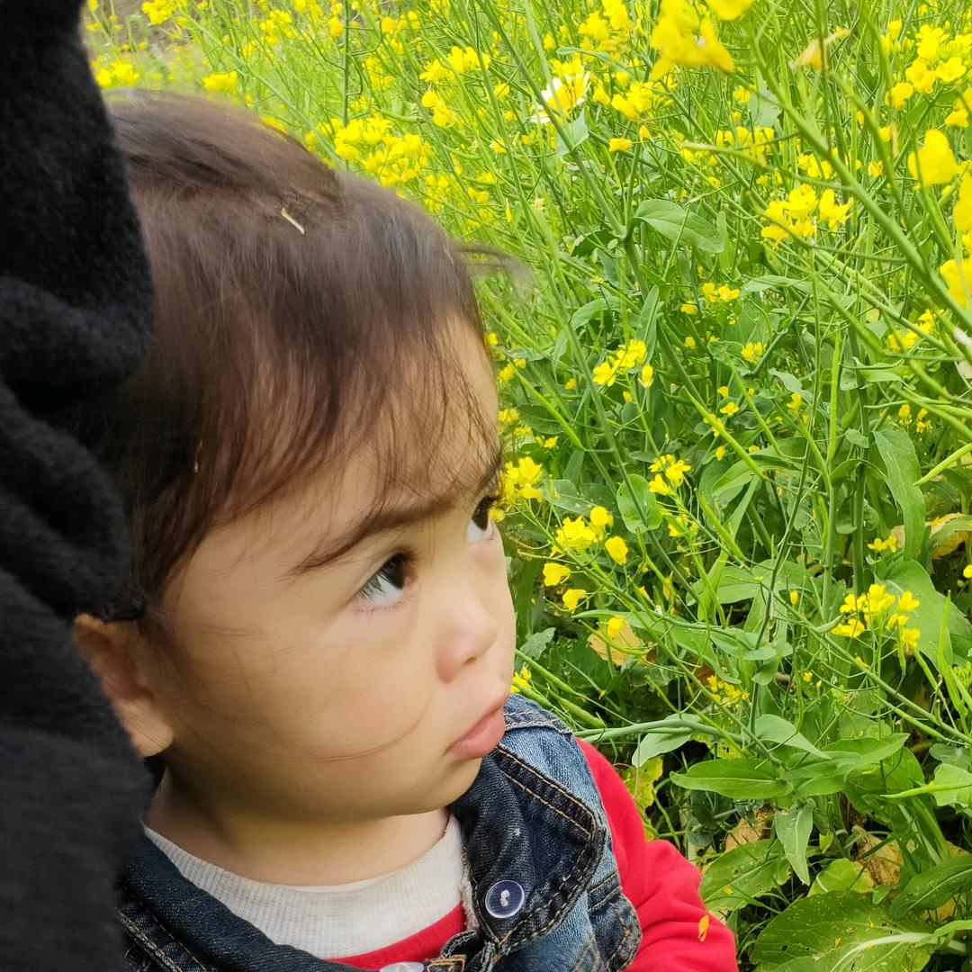 百草心