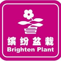 缤纷盆栽