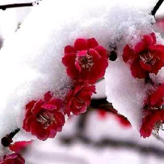 傲雪寒梅.