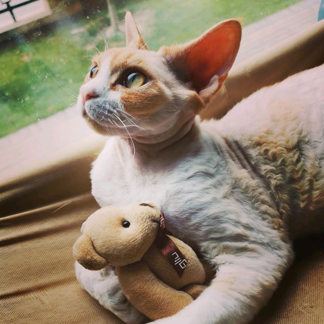 屁呆是只胖德文