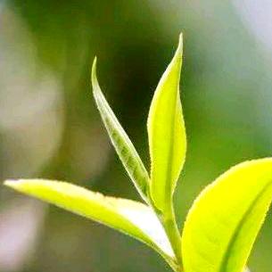 玲珑茗茶
