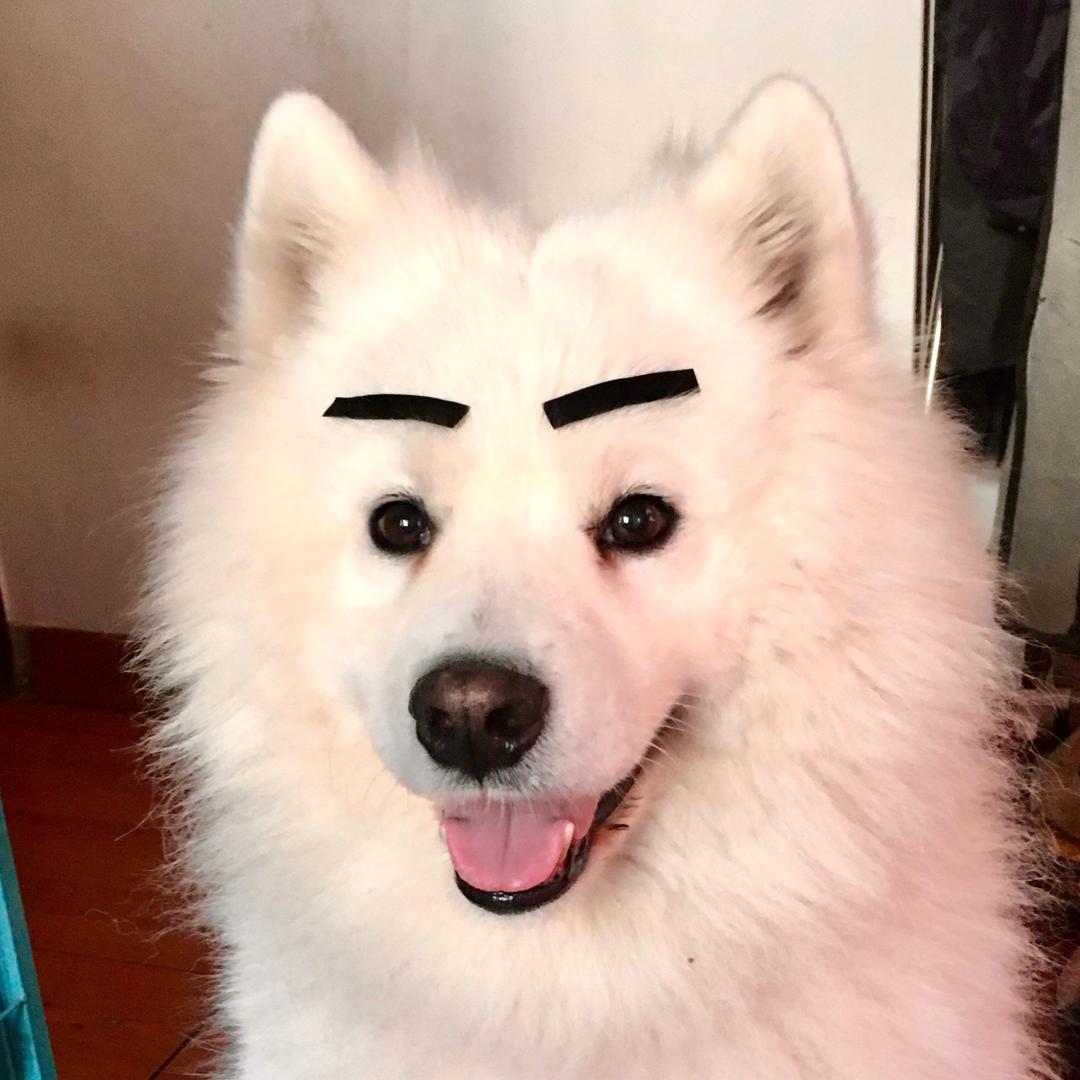 家有萨摩耶迪拜