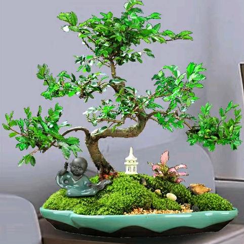 芸汐