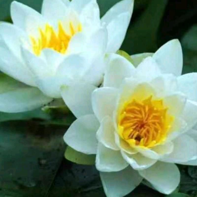 婷婷   果果她姥姥