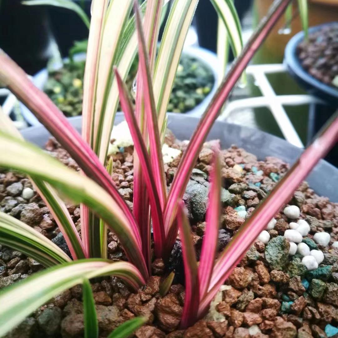 艺馨花卉园艺场（虞贤岁）