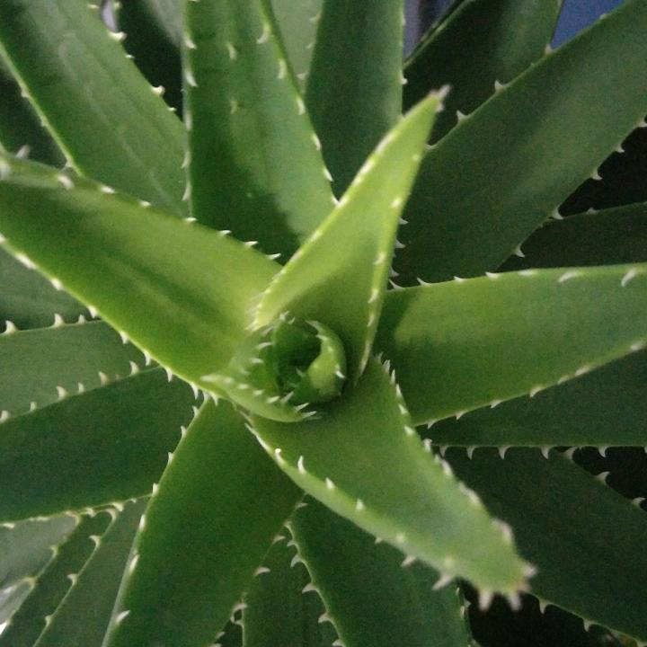 人生如茶《拒绝连赞拉黑》