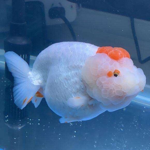 🌈阿清福州兰寿金鱼