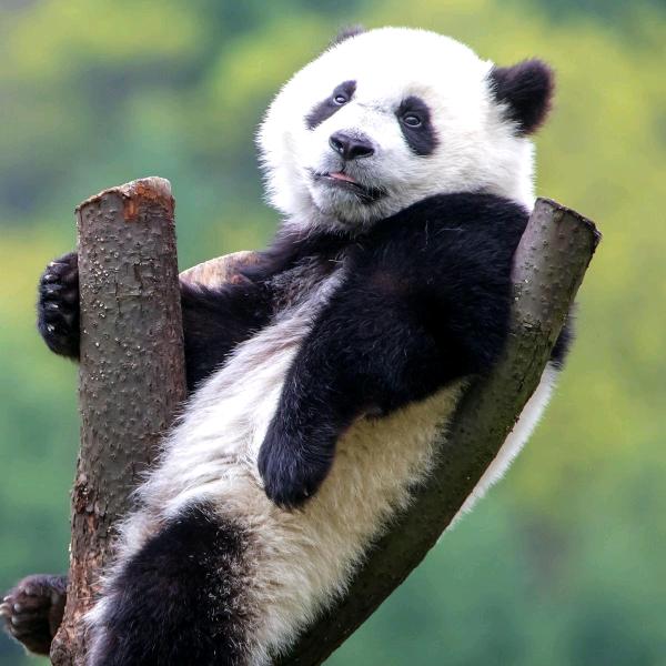 为善最乐