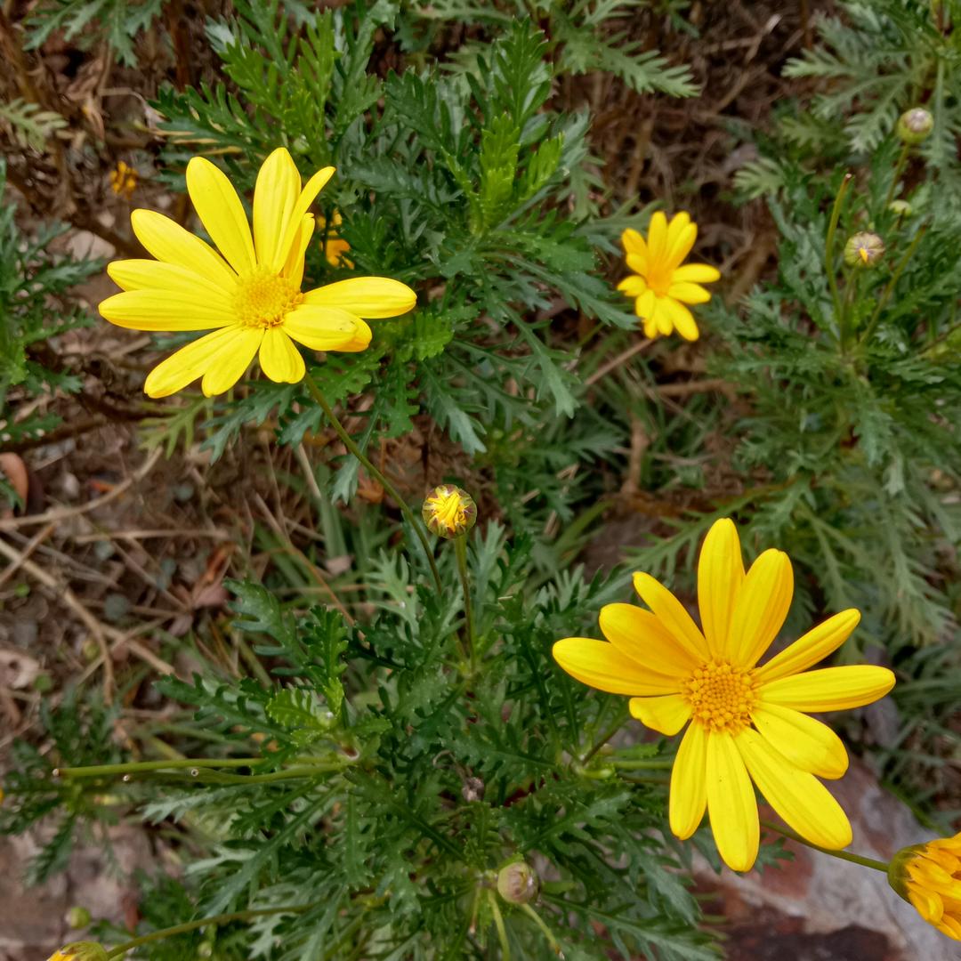桃花帘外雨潺潺