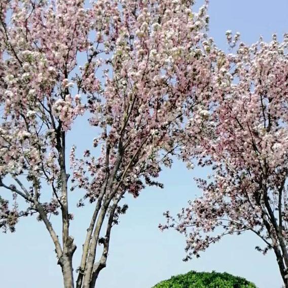 陪你看日出:直播不定时