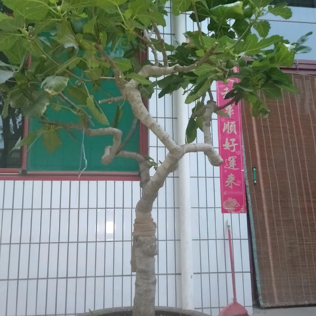 果果糖