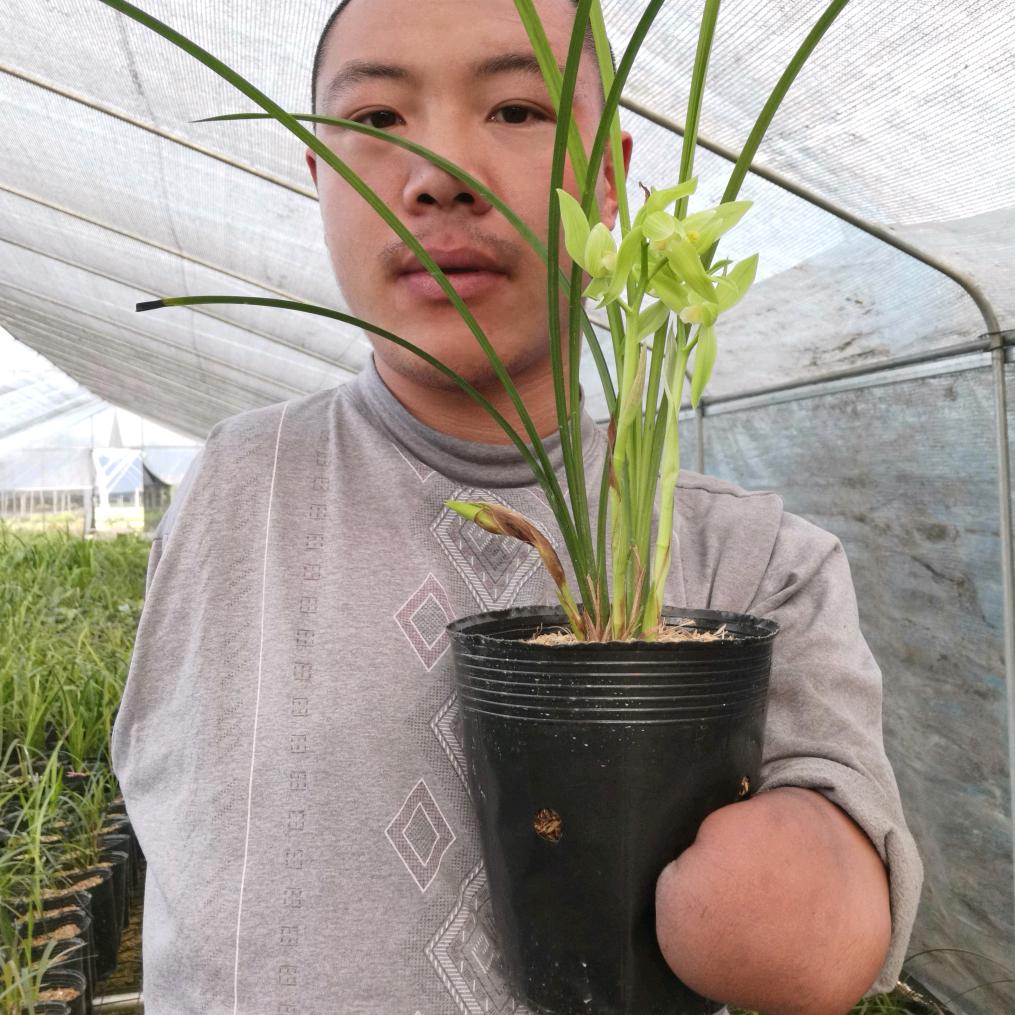 段建强残疾人兰草种植苑