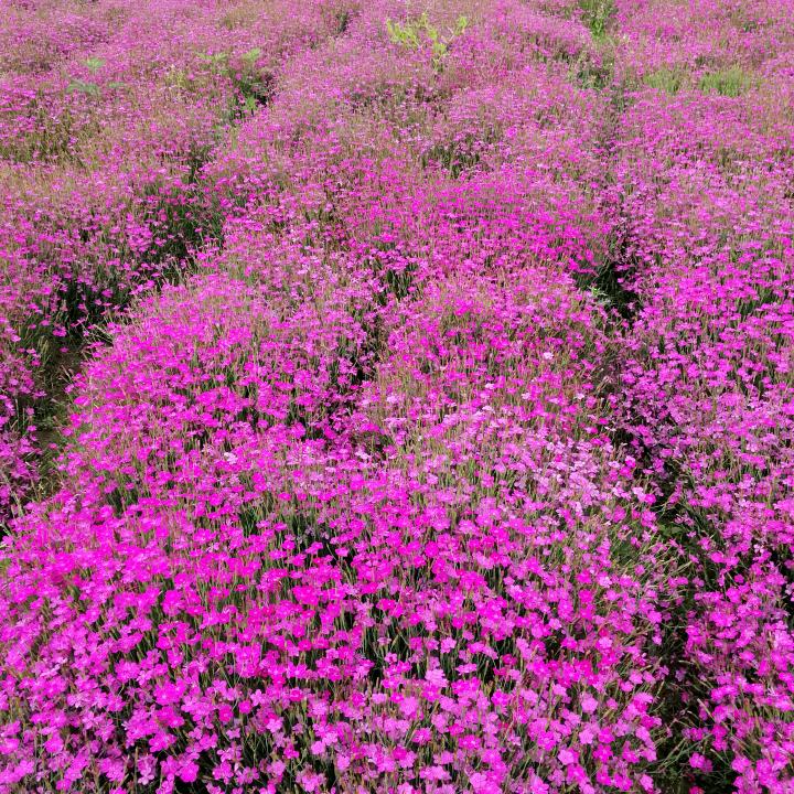 不美不睸不温柔