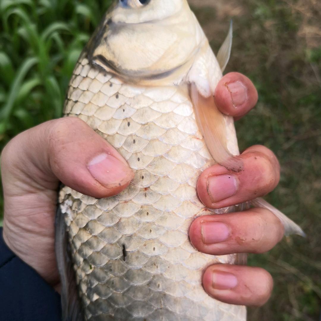 钓鱼的豌豆