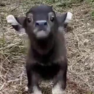 秀山石洪波养殖场