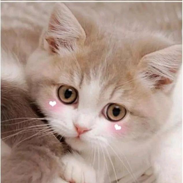 静静💞