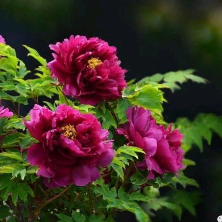 ✨人间富贵花✨