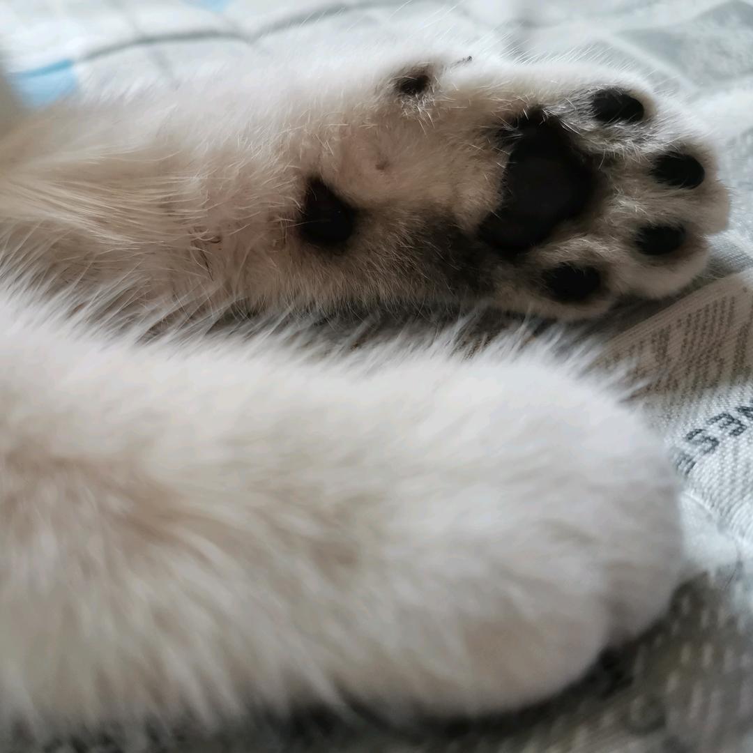 小小凯撒