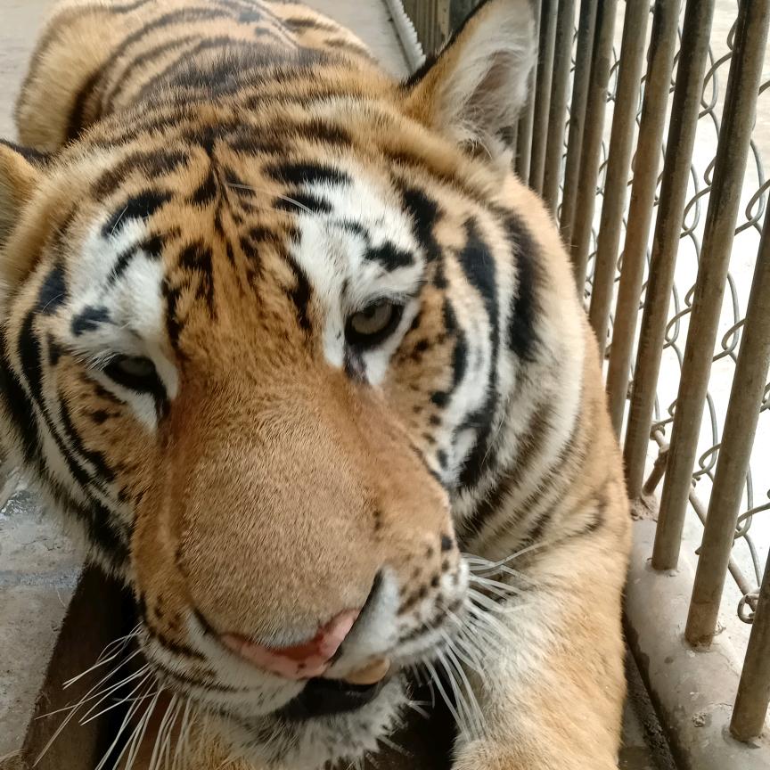 猛兽训养员@抖音