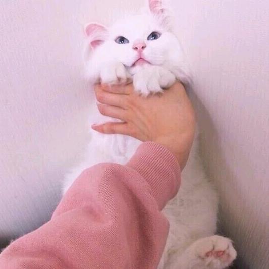 🥀美人娇꧔ꦿ᭄
