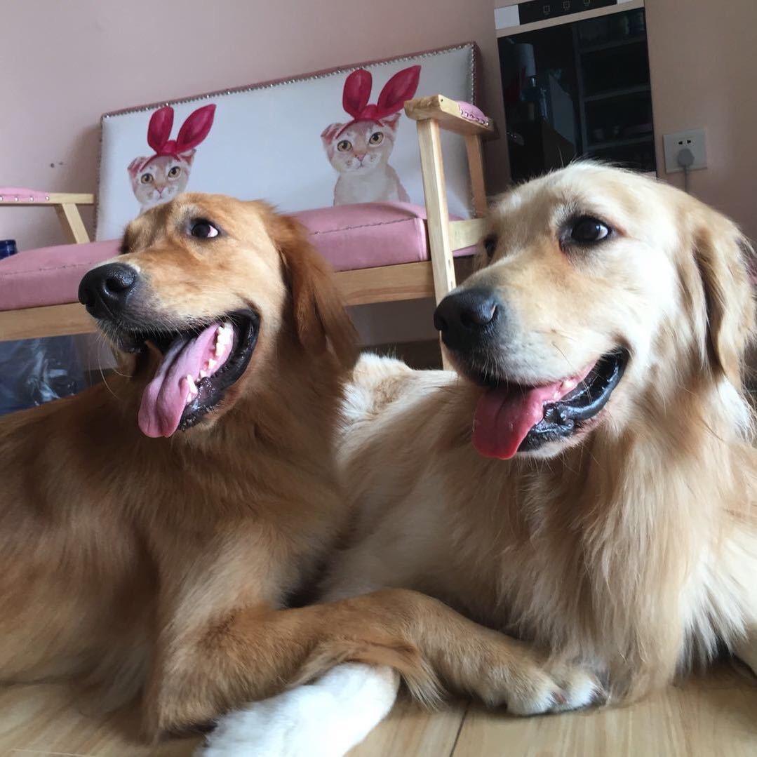 虎虎崽和毛毛崽