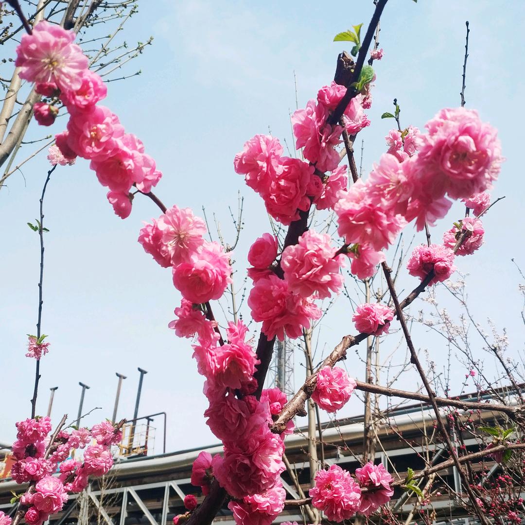 吓得我吃了一鲸