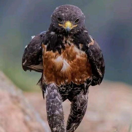 伯乐寻找千里马