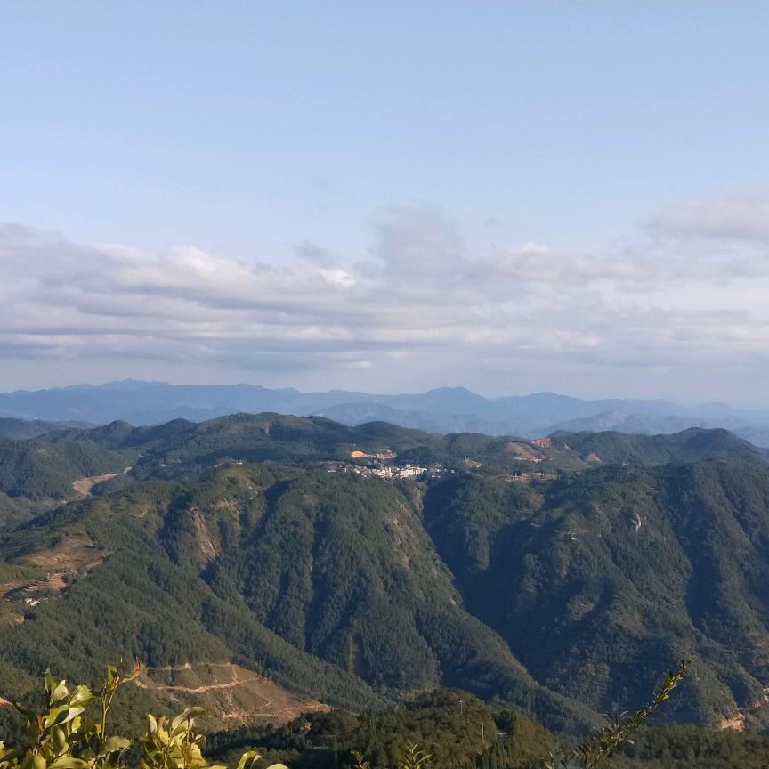 一盏清茶