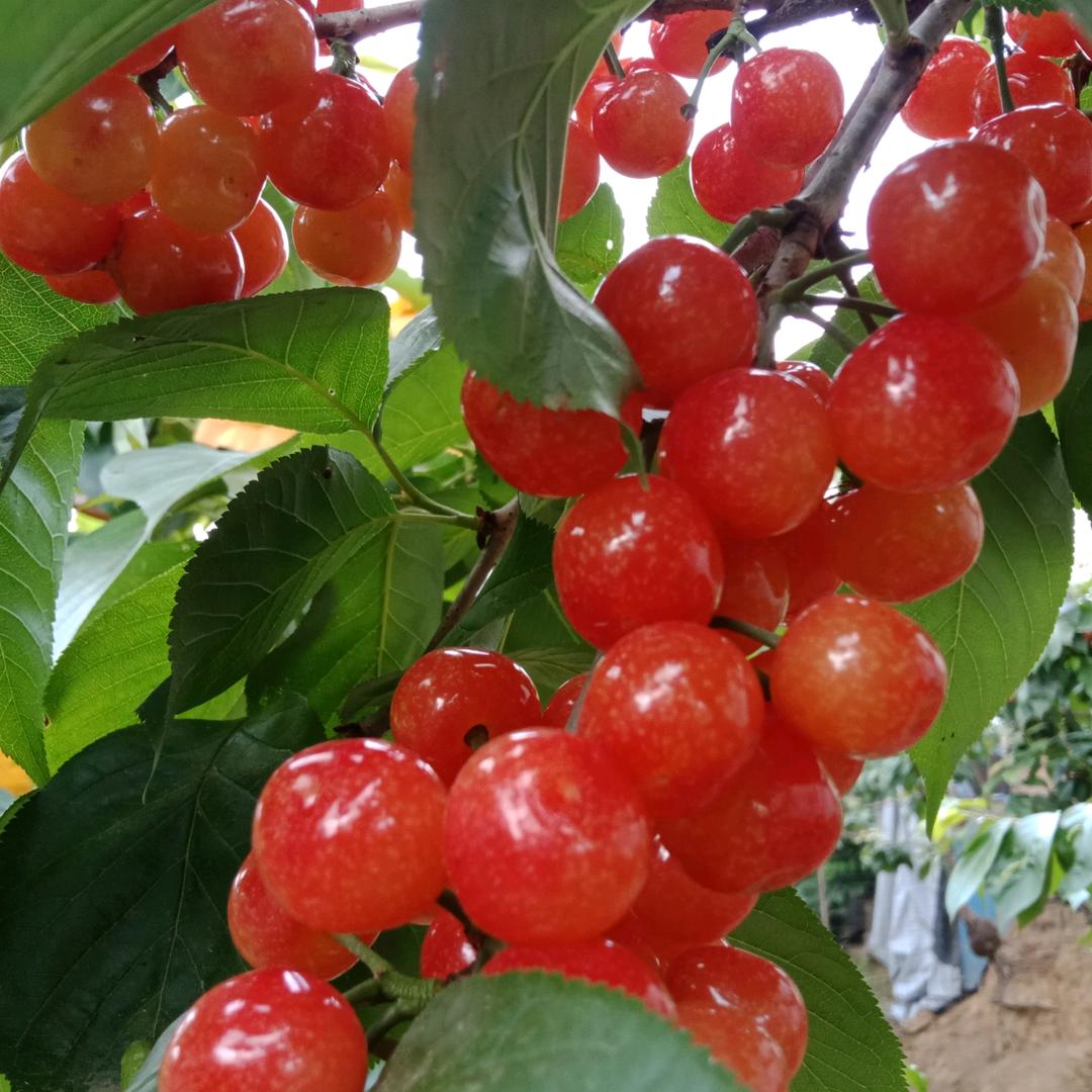 何协钓小龙虾樱桃园🍒🍤