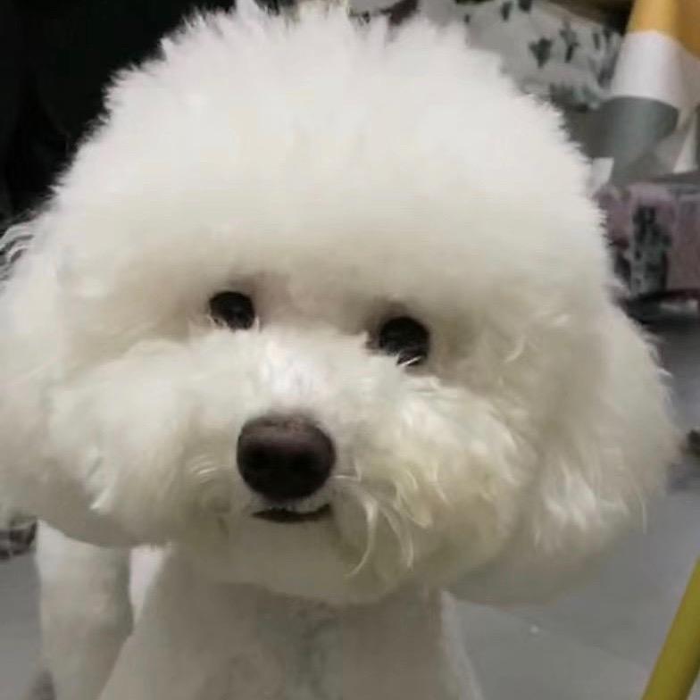 大脸猫