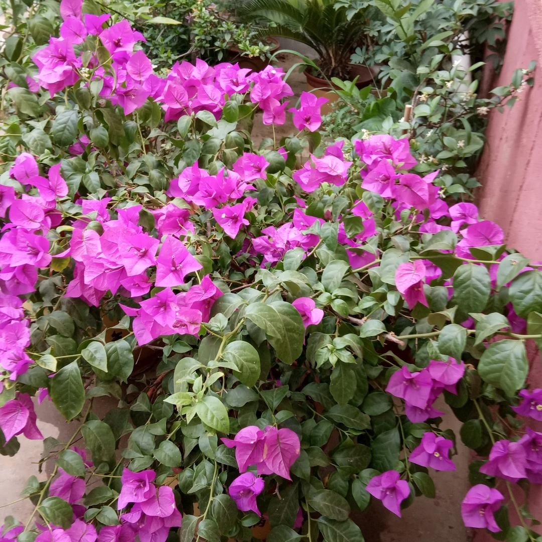 陈