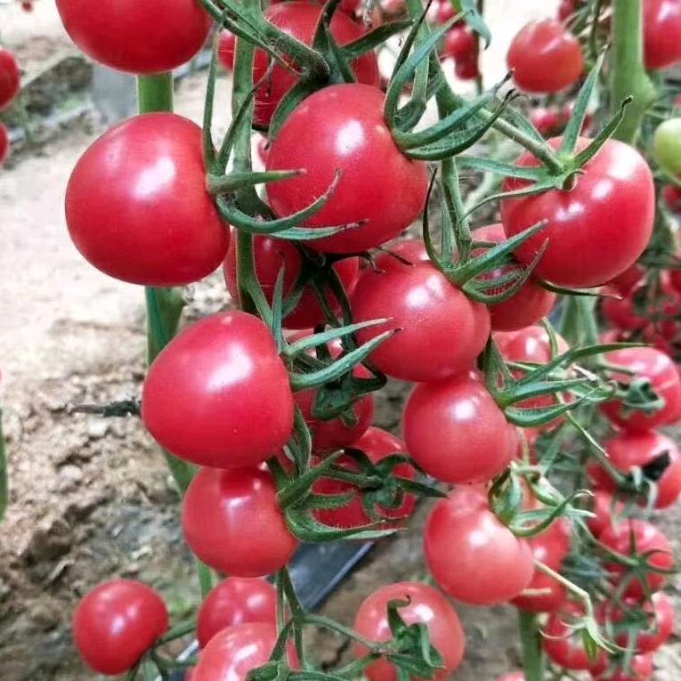 莘县大庆农业—蔬菜种植