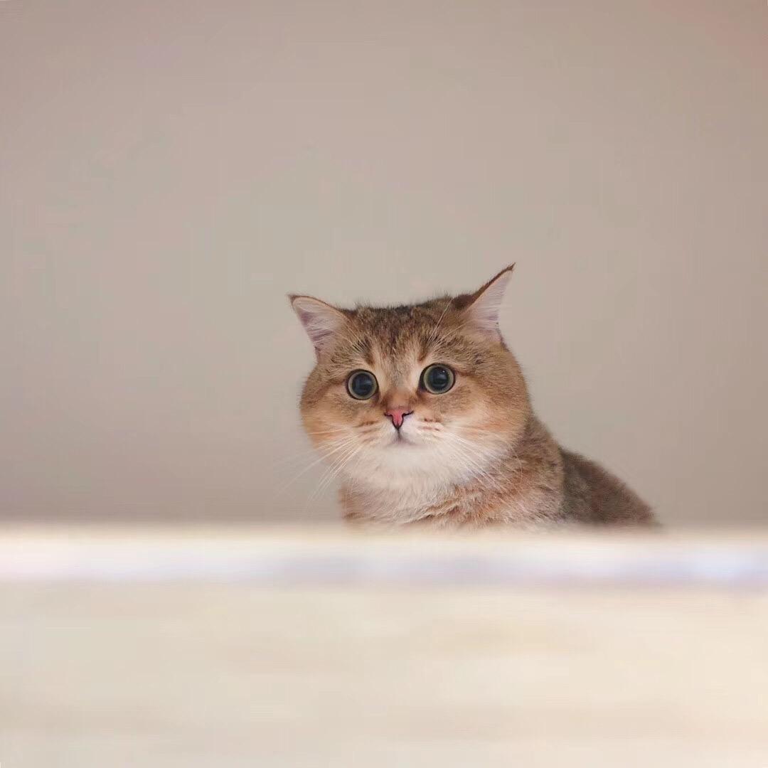 我家圈圈