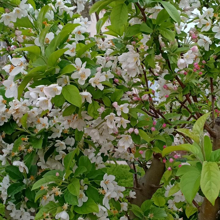 真诚～鱼儿🐠🎵🍀