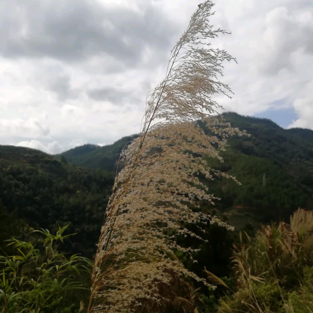 布拉阁窗帘软装