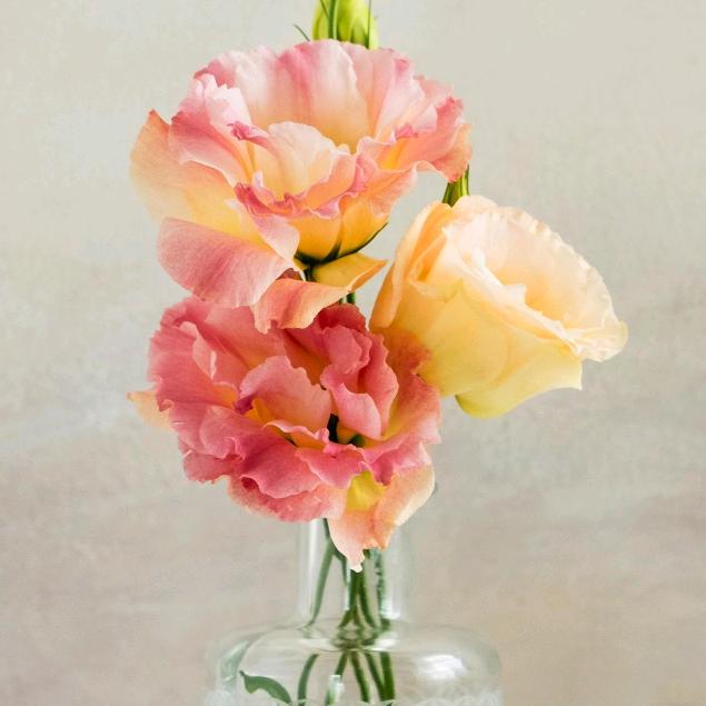 芦荟